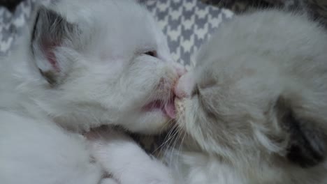 family- ragdoll kittens siblings licking each other