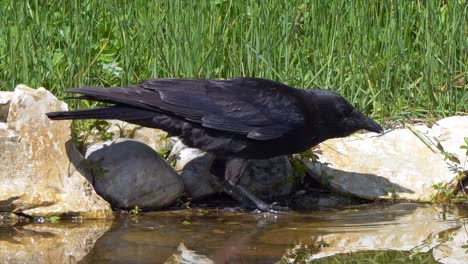 close up shot of wild crow hunter catching prey in river water during sunny day