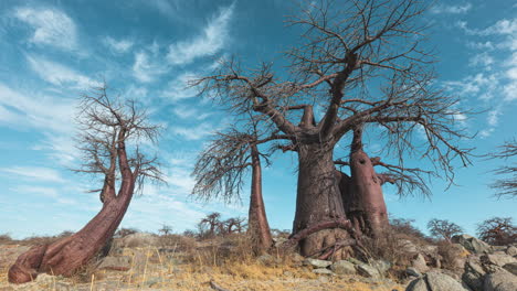 leafless baobab trees under blue sky with white wispy clouds in kubu island in makgadikgadi pan of botswana - time lapse