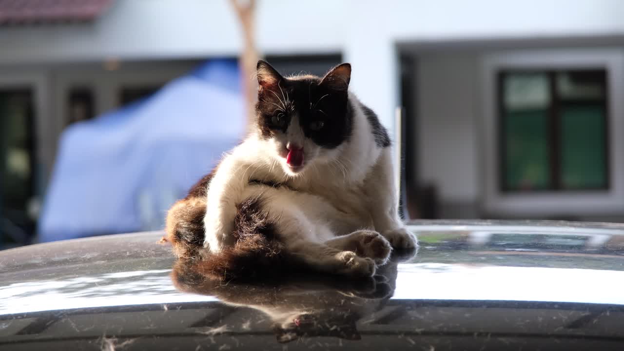 Self cleaning cat with black and white fur