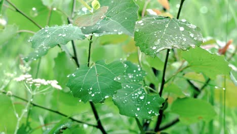 dewy leaves in nature