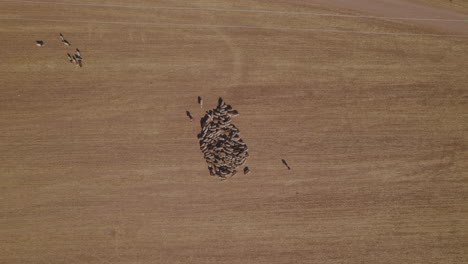 Two-Bedouin-women-herding-sheep,-with-a-flock-of-sheep-in-a-dry-and-open-area-without-vegetation---top-down-view