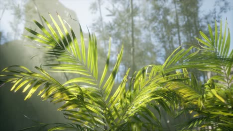 bright-light-shining-through-the-humid-misty-fog-and-jungle-leaves