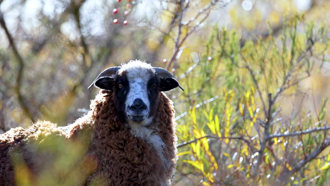 A brown sheep stands amidst lush foliage, bathed in natural light, creating a serene and curious atmosphere