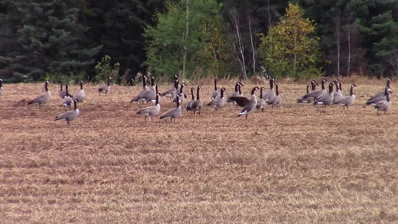 Sakte film av en flokk kanadagjess på en erteåker under innhøsting, der en strekker seg og slår med vingene