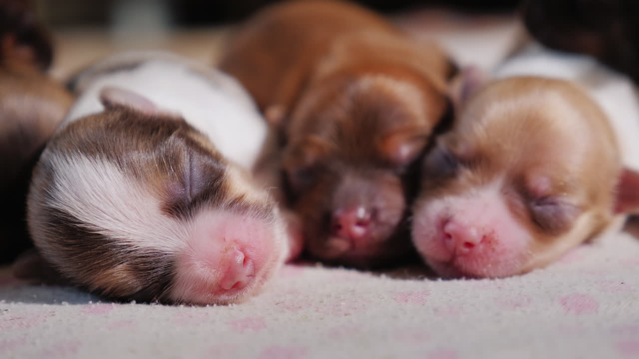 lindos cachorros recien nacidos 001
