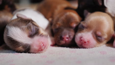 Lindos-Cachorros-Recién-Nacidos-001