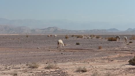 Dromedarios-En-El-Desierto-De-Jordania