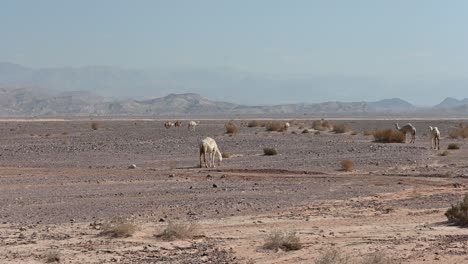 dromedarios en el desierto de jordania