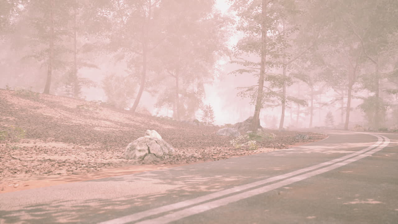 Mist covered forest path with autumn leaves in the morning
