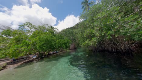 bosque de manglares del río caño frio en las galeras, samaná, república dominicana