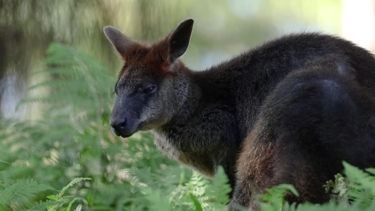 wallaby de roca observado en un entorno verde y exuberante