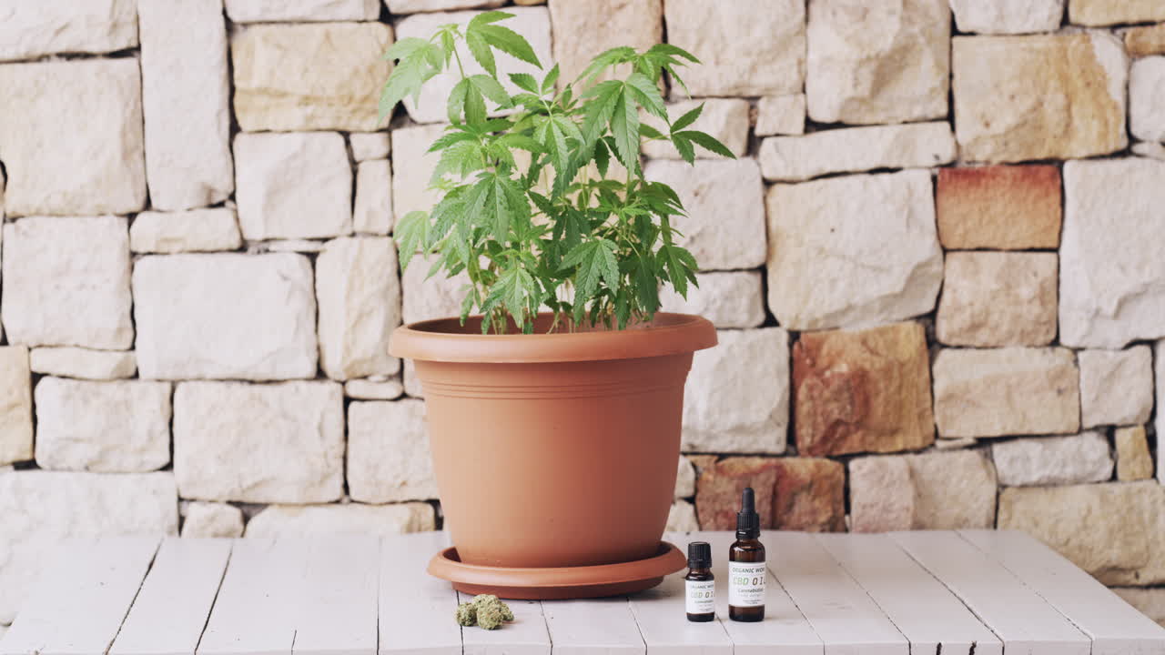 cuando la marihuana se convierte en medicinal