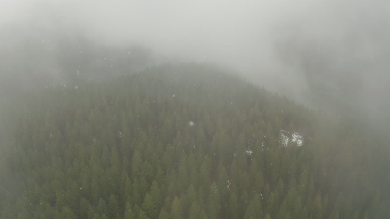 소나무 숲에 떨어지는 눈 구름에서 공중 촬영