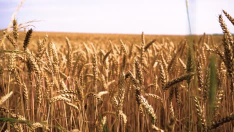 Hermoso-Primer-Plano-Del-Crecimiento-Del-Trigo-En-La-Granja-En-Un-Día-Soleado,-Espigas-De-Trigo-Balanceándose-Por-El-Suave-Viento,-Tiro-Deslizante