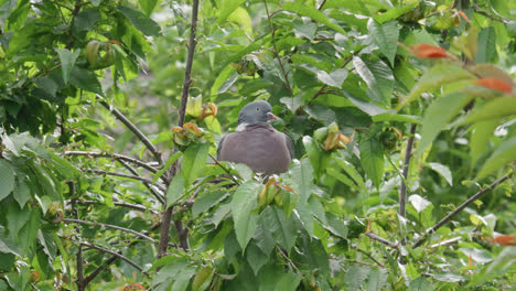 Wild-wood-pigeon-sitting-perched-high-up-in-a-sycamore-tree-in-the-UK-countryside