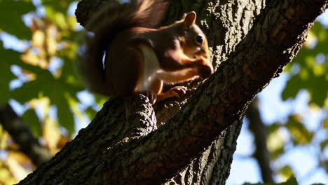 squirrel on a tree branch