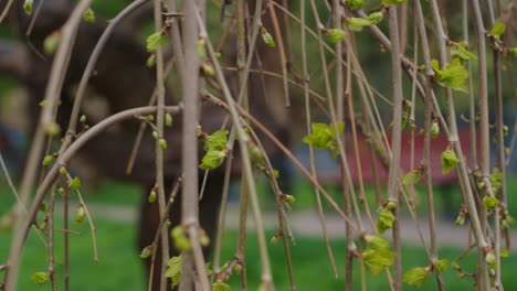 tree branches blossoming against small city park landscape in closeup.