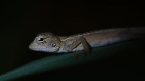 El-Lagarto-De-Jardín-Oriental-También-Se-Llama-Lagarto-De-Jardín-Oriental,-Chupasangre-Y-Lagarto-Cambiable