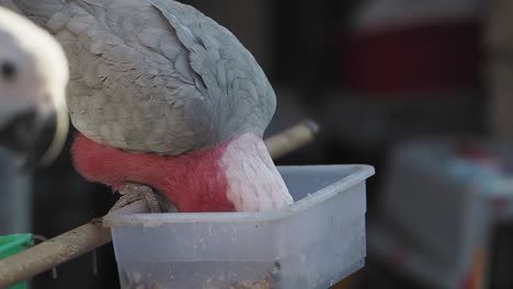 a galah cockatoo eating from a feeder