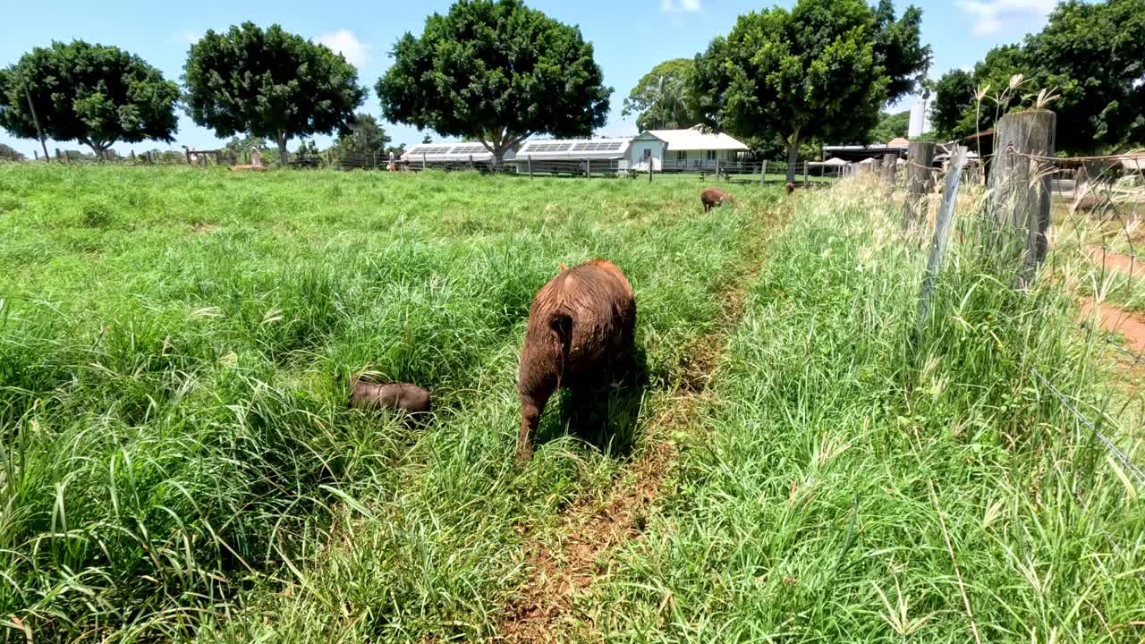 돼지가 잔디에서 탐험하고 먹이를 먹습니다.