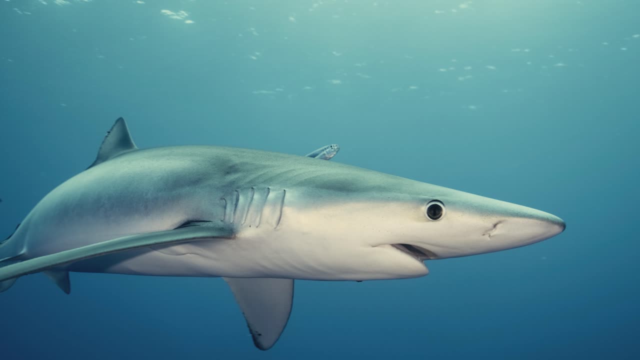 4k 느린 동작으로 대서양의 푸른 물에서 헤엄치는 푸른 상어