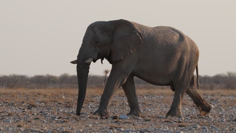 elefante africano caminando en el parque safari de sudáfrica