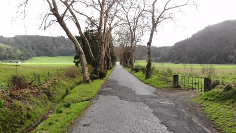 countryside rural road sided by trees