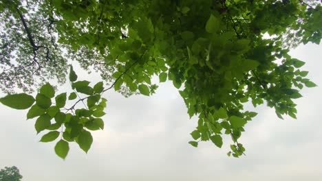 Mirando-Las-Hojas-Verdes-En-Las-Ramas-Meciéndose-En-El-Viento