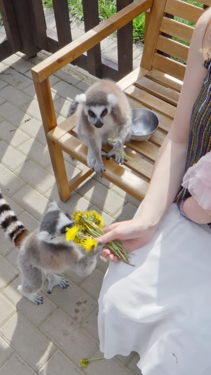 Woman Feeding Ring-tailed Lemur With Flowers In Sigulda Zoo. - vertical shot