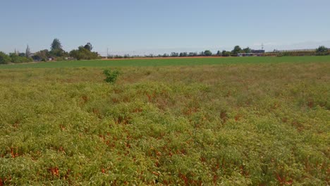 pedregal tomas aereas de la zona y su forma de cultivo y vida, en diferentes momentos del dia