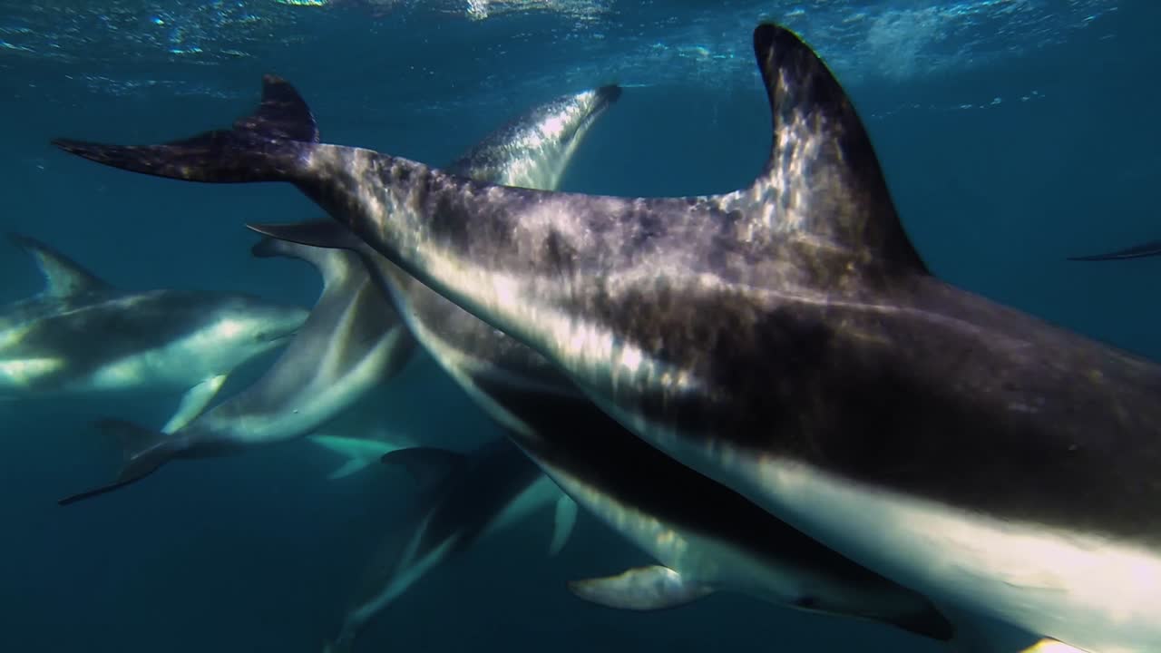 grupo pacífico de delfines nadando de izquierda a derecha, tiro bajo el agua, cámara lenta