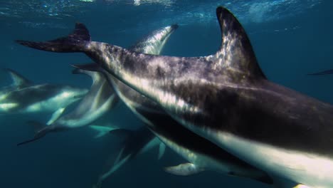 peacefull group fo dolphins swimming from left to right, underwater shot, slowmotion