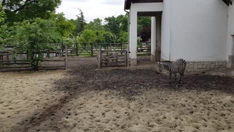 Zebra-outdoors-on-a-sandy-ground-in-the-summer