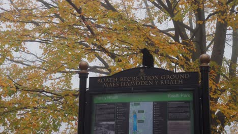 Crow-sits-above-the-sign-for-Roath-Park,-Cardiff-on-a-foggy-autumn-day