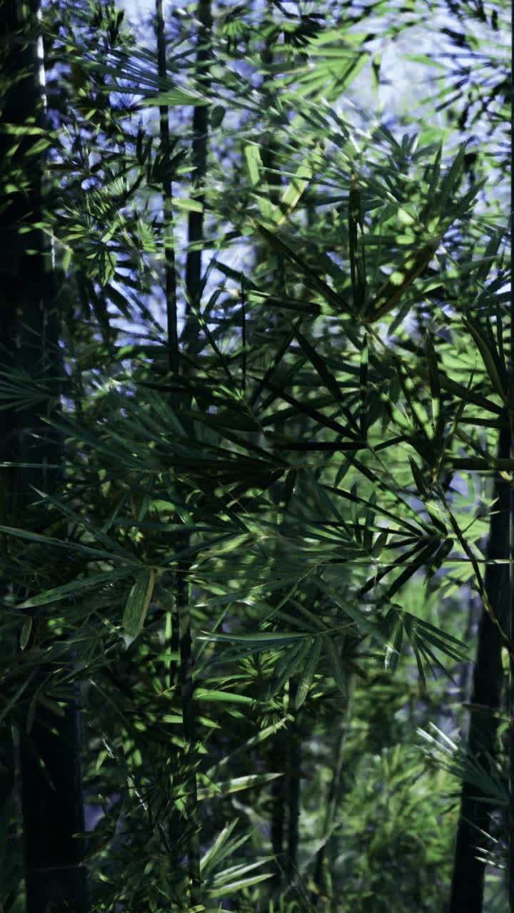 Alte piante di bambù verdi che crescono in una foresta di giorno con la luce del sole.