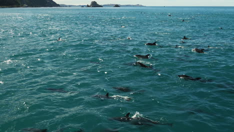 viendo un grupo de delfines oscuros migrar desde un barco