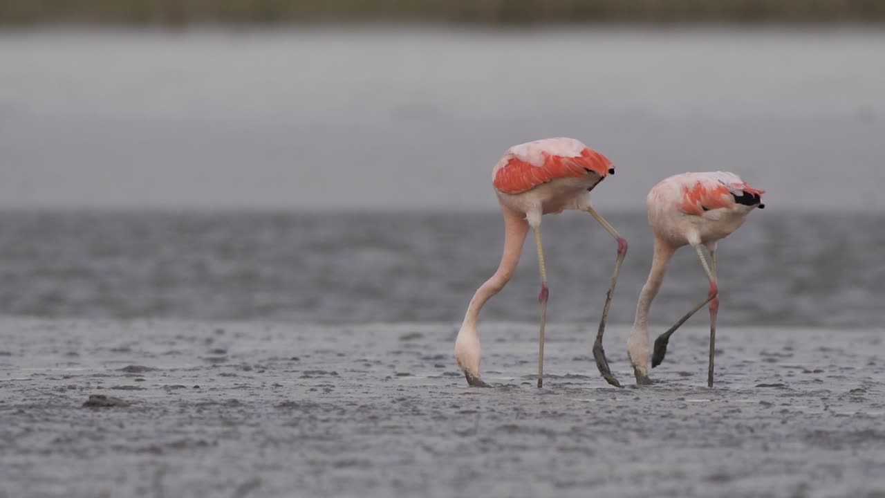 Adult pink Chilean flamingos walk on muddy beach with beaks in sand