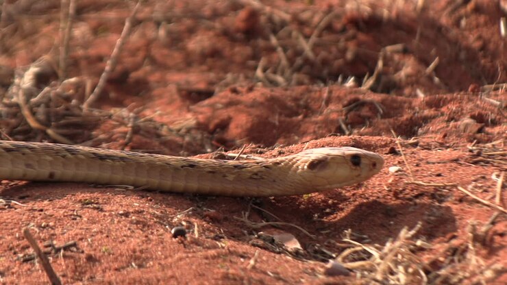 A highly venomous Cape cobra slowly slithers over the red sands of the Kalahari