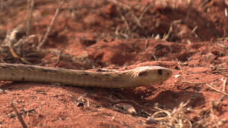 a highly venomous cape cobra slowly slithers over the red sands of the kalahari