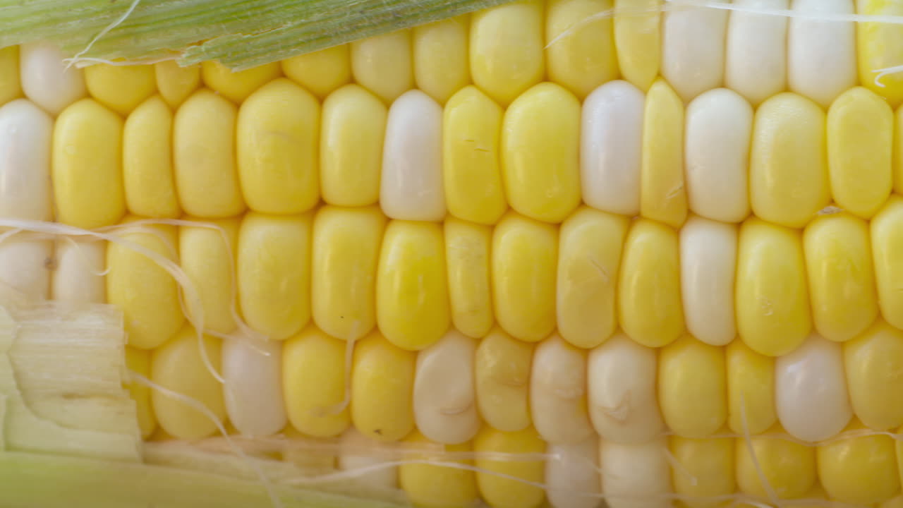 Macro close-up of a freshly harvested corn on the cob