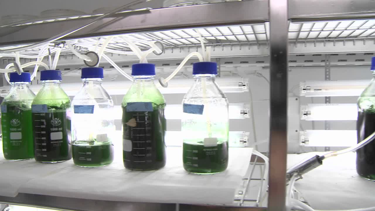 movimiento de plataforma rodante de un fotobiorreactor a escala de laboratorio donde vemos frascos que contienen diferentes especies de cianobacterias