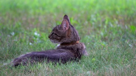 cat shows how well she ignores you
