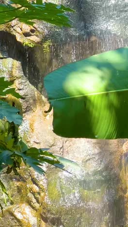 banana leaves in front of cascading waterfall