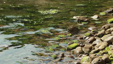 green algae floating on polluted water of sea near contaminated shore with plastic garbage on rocky beach