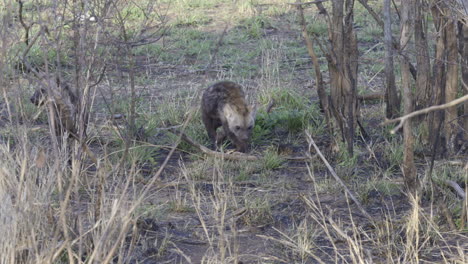 spotted hyena  pup walking in bushveld towards camera