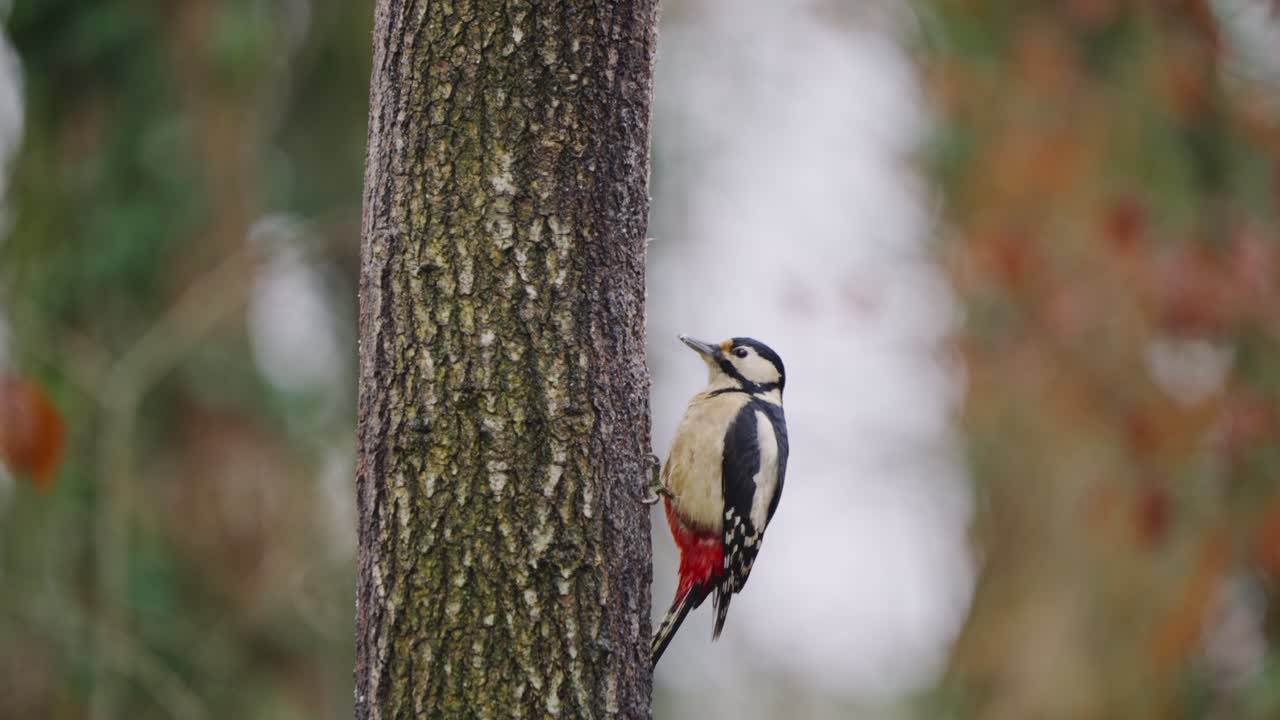 Great spotted woodpecker perched in profile on bark-covered trunk, subdued forest light