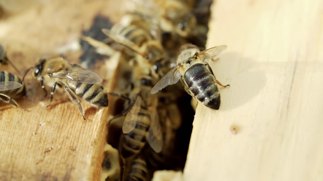 Some bees crawling inside of their beehive in a sunny day. Bees working at processing thier pollen into an healthy wax. Macro shot
