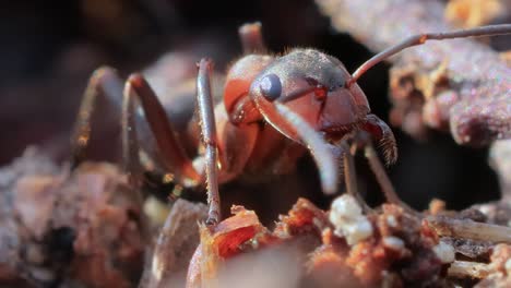 un primer plano de hormigas en la naturaleza.