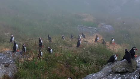 atlantic puffin (fratercula arctica), on the rock on the island of runde (norway).